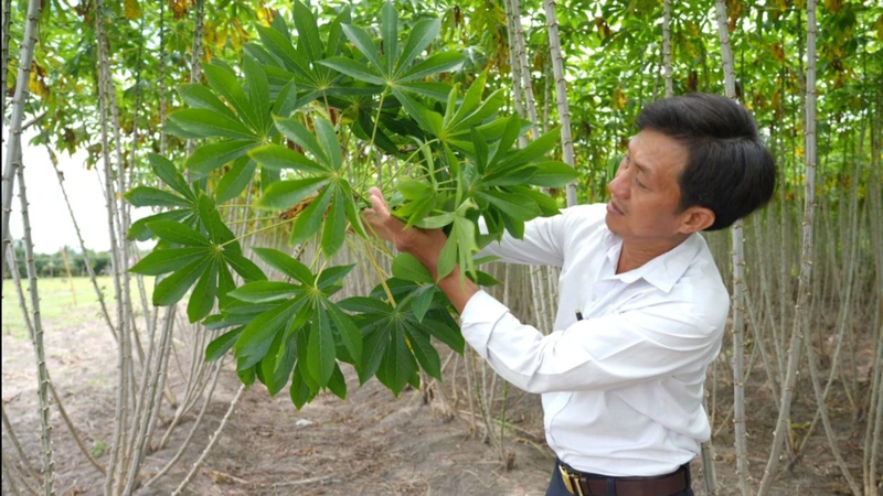 Kiểm tra tình trạng nhiễm bệnh khảm lá trên cây sắn tại huyện Châu Thành, tỉnh Tây Ninh. (Ảnh TTXVN) 