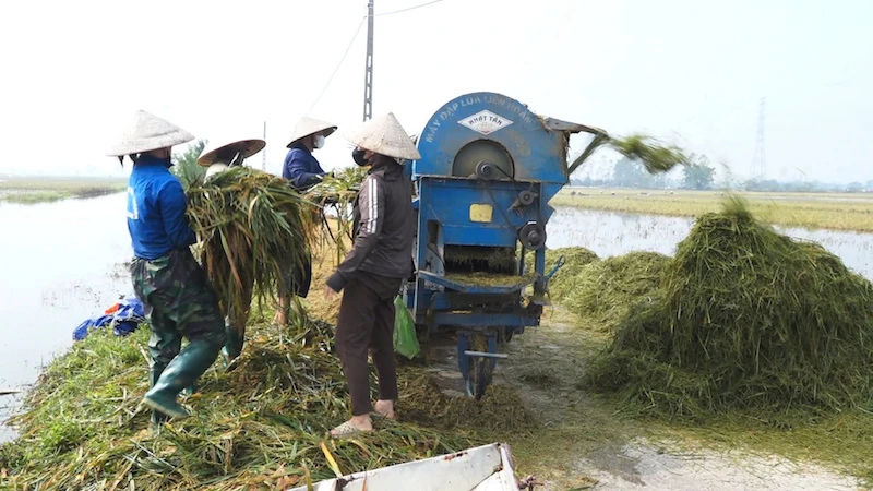 Hội Nông dân huyện Thanh Oai triển khai mô hình máy tuốt lúa “0 đồng” hỗ trợ nông dân thu hoạch nhanh diện tích lúa bị đổ ngã, ngập nước.