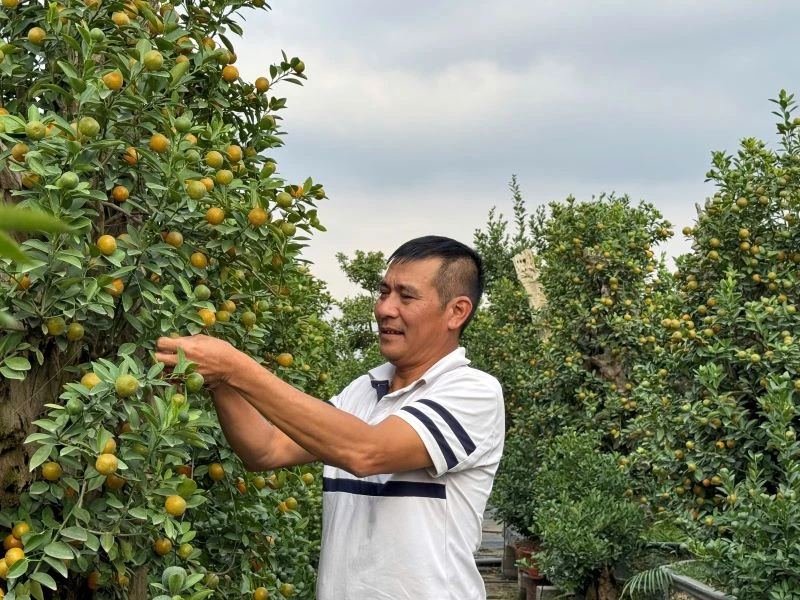 Ông Thắng cắt tỉa cành quất, tạo thế để kịp bán trong dịp Tết Nguyên đán Ất Tỵ 2025.