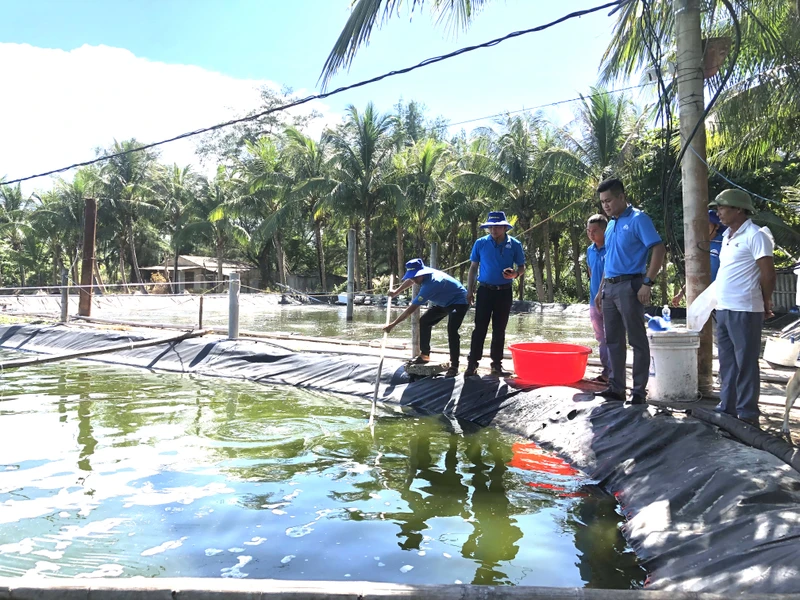 Mô hình nuôi tôm công nghệ cao Grofarm tại xã Hải Ninh, huyện Quảng Ninh, tỉnh Quảng Bình.