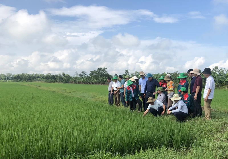 Mô hình sản xuất lúa hữu cơ, tuần hoàn tại Hà Tĩnh.