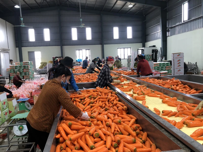 Sơ chế sản phẩm cà rốt tại tỉnh Hải Dương.