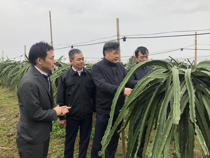 Giám đốc Trung tâm Khuyến nông Quốc gia Lê Quốc Thanh kiểm tra chống rét cho cây trồng tại tỉnh Hải Dương.