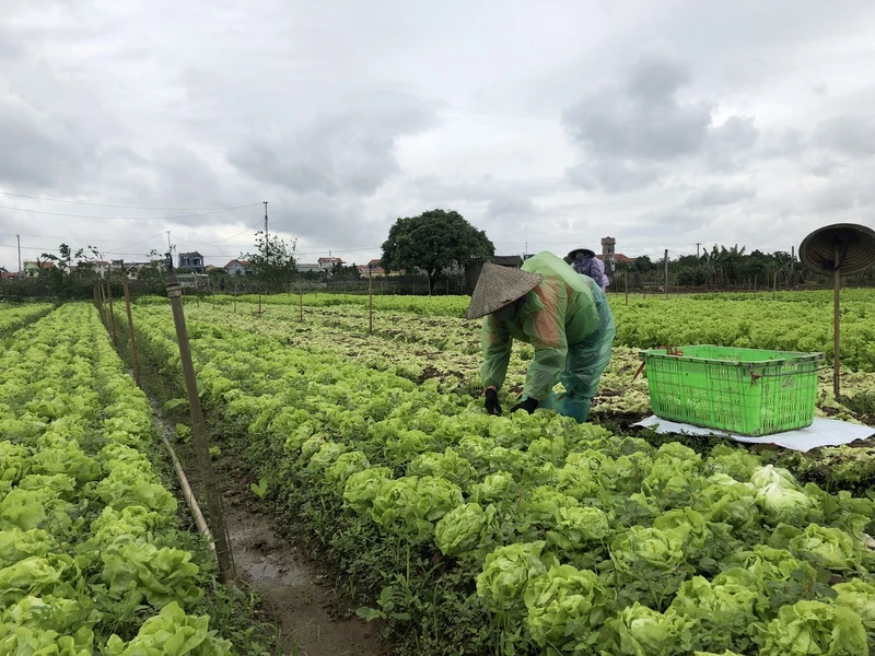 Nông dân tỉnh Hưng Yên thu hoạch rau trước khi rét đậm, rét hại kéo dài.