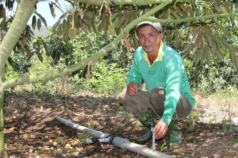 Nông dân tỉnh Ninh Thuận tưới tiết kiệm nước cho cây sầu riêng. Ảnh: NGUYỄN TRUNG