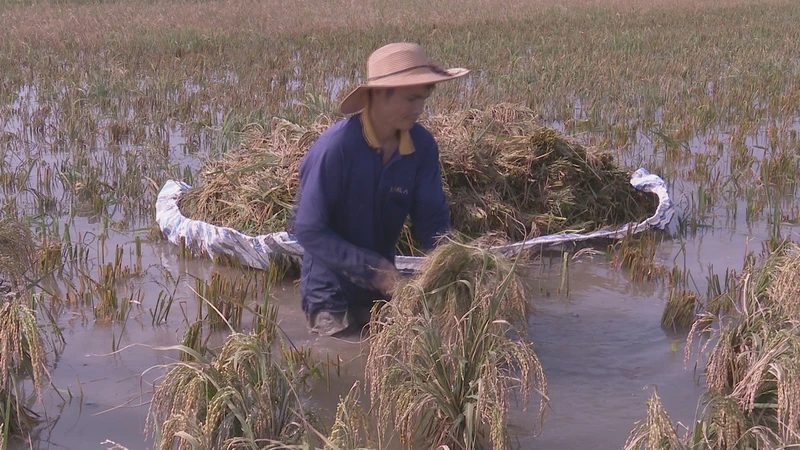 Bà con nông dân xã Văn Xá, huyện Kim Bảng (Hà Nam) thu hoạch lúa sau đợt mưa, bão vừa qua. (Ảnh: ĐÀO PHƯƠNG)