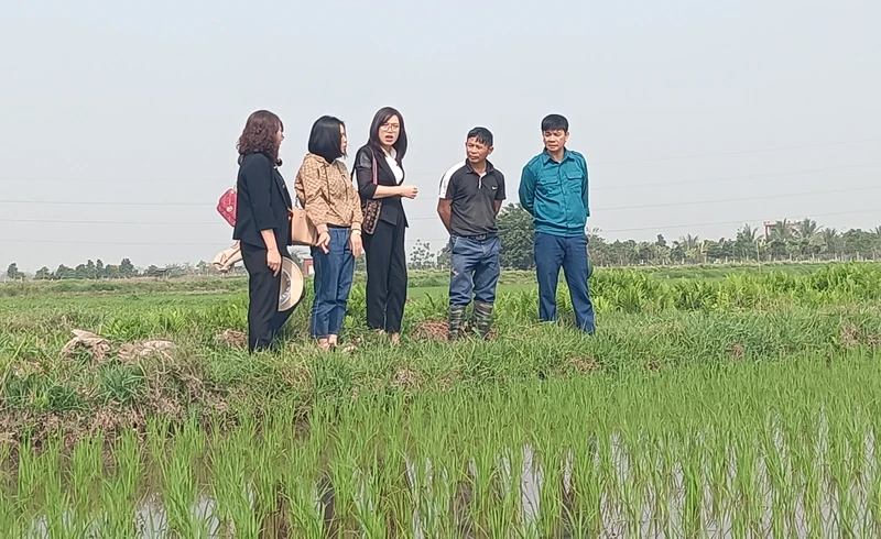 Anh Tô Văn Khải (thứ 2 từ phải sang), trú tại xã An Ninh, huyện Quỳnh Phụ, tỉnh Thái Bình đã tích tụ được hơn 20ha ruộng để tổ chức sản xuất lúa quy mô lớn.