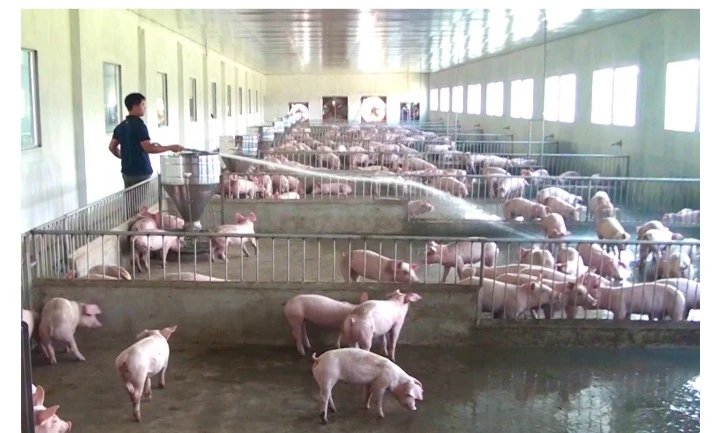 Nhiều hộ chăn nuôi lợn ở xã Bách Thuận đang cố duy trì tổng đàn, hy vọng vượt qua thời điểm giá bán lao dốc như hiện nay.
