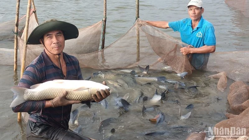 Nuôi thủy sản trong ao bán nổi đem lại hiệu quả kinh tế cao tại xã Bình Định (huyện Kiến Xương, tỉnh Thái Bình).