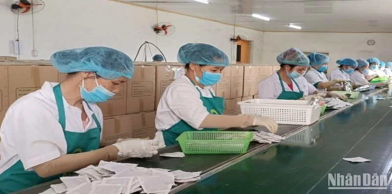 Sau tết, 100% người lao động Công ty Trà Thái Hưng (huyện Quỳnh Phụ, tỉnh Thái Bình) trở lại làm việc bình thường.