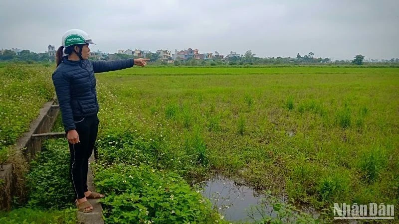 Một số diện tích đất đai ở tỉnh Thái Bình đã thu hồi nhiều năm, nhưng chậm triển khai dự án gây lãng phí.