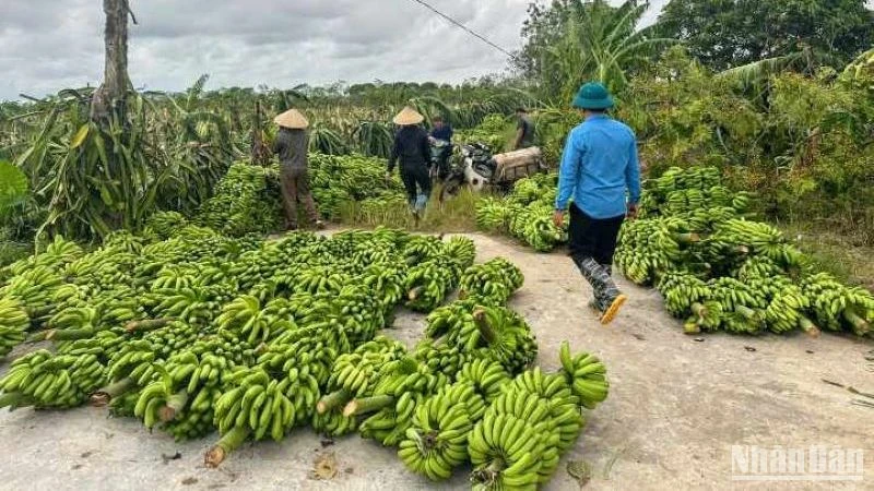 Số lượng chuối tiêu hồng ở xã Hồng An (Hưng Hà, tỉnh Thái Bình) cần được "giải cứu" là rất lớn.