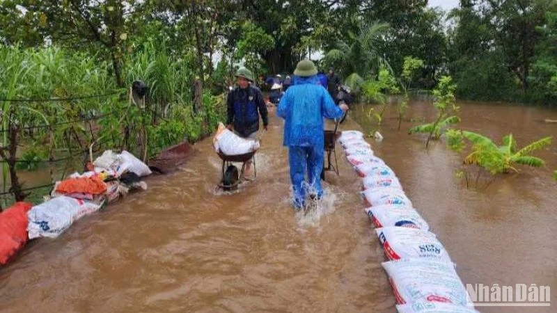 Dồn sức chống ngập úng cho 75ha lúa, hoa màu xã Xuân Hòa, huyện Vũ Thư (tỉnh Thái Bình) trong cơn bão số 3 vừa qua.