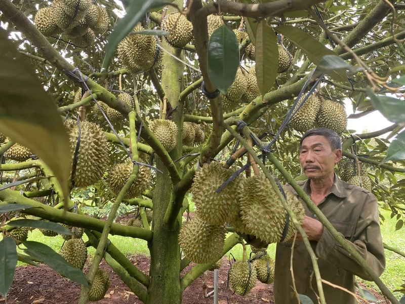 UBND huyện Cư M'gar đã đăng ký và tổ chức công bố nhãn hiệu “Sầu riêng Cư M'gar"