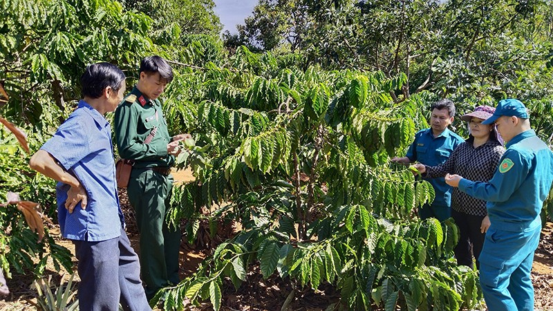 Huyện Đắk R'lấp có thổ nhưỡng phù hợp trồng các loại cây như hồ tiêu, cà phê, cao su, điều