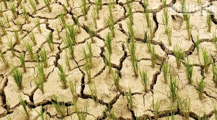 Rất nhiều diện tích lúa ruộng tại thôn Huổi Lực, thị trấn Tủa Chùa, huyện Tủa Chùa bị khô hạn.