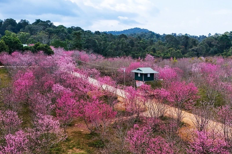 Giữa đảo hoa Pá Khoang, những ngày này có hàng nghìn cây anh đào đang nở hoa rực rỡ.