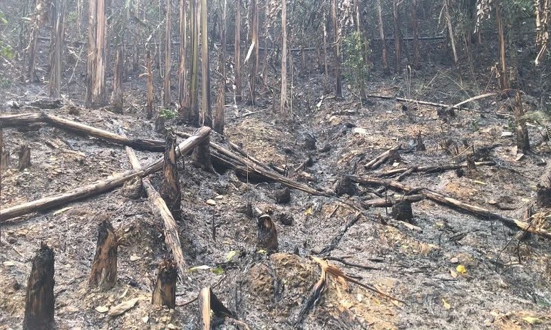 Hiện trạng vụ cháy rừng tại tổ 10, thị trấn Mường Chà, huyện Mường Chà, tỉnh Điện Biên gây hỏng nguồn nước cấp về nhà máy nước Mường Chà.