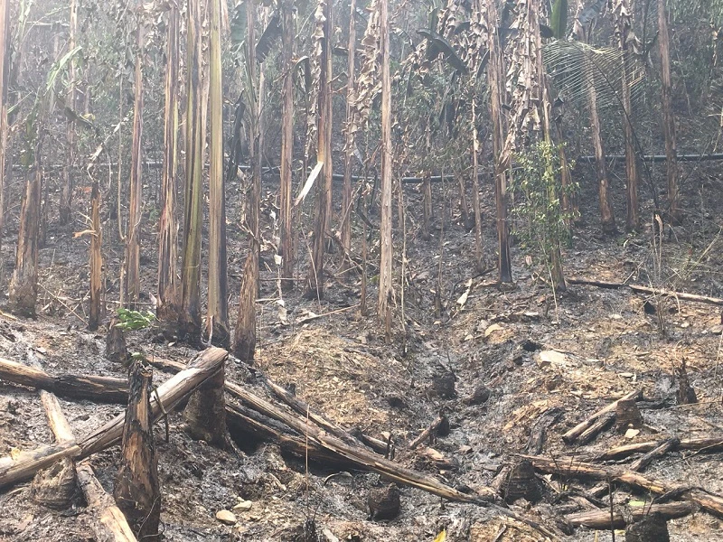 Hiện trường vụ cháy rừng vừa xảy ra tại huyện Mường Chà, tỉnh Điện Biên. 
