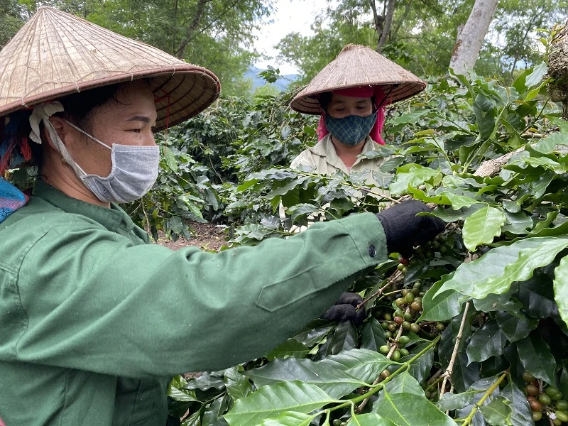 Nhờ nguồn vốn tín dụng của Ngân hàng Chính sách xã hội tỉnh Điện Biên, nhiều gia đình đồng bào dân tộc thiểu số huyện Mường Ảng đã có vốn mở rộng diện tích cây cà-phê, thoát nghèo bền vững.