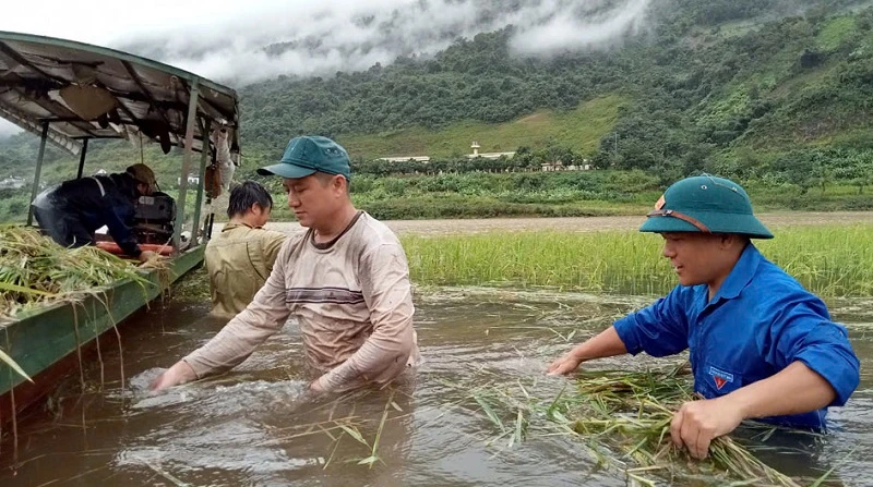 Cán bộ, chiến sĩ các lực lượng giúp nhân dân thị xã Mường Lay khẩn trương thu hoạch lúa.