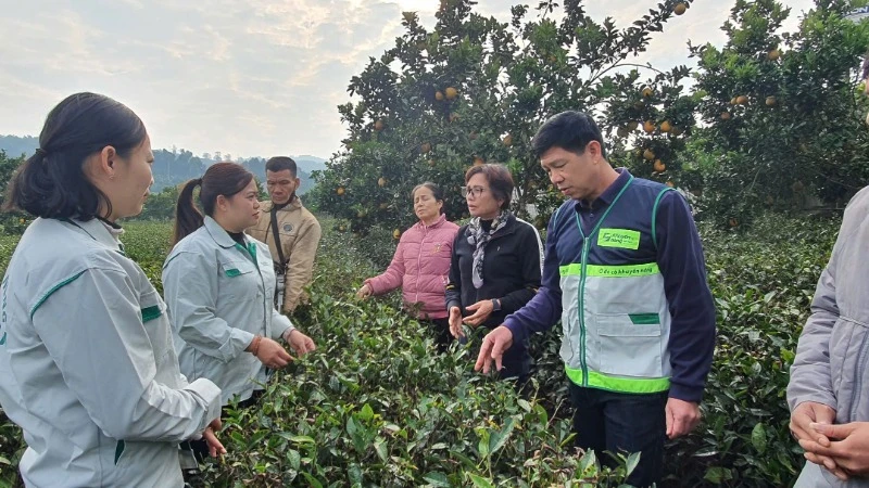 Thành viên tổ khuyến nông cộng đồng các tỉnh trao đổi kinh nghiệm hoạt động với thành viên tổ khuyến nông cộng đồng tại tỉnh Sơn La.