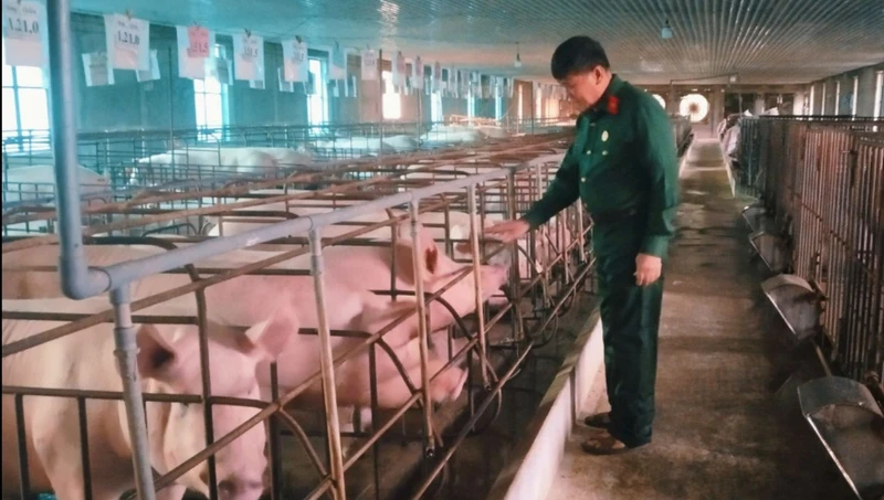 Trang trại chăn nuôi lợn của ông Nguyễn Ngọc Hùng ở tổ Sau, phường Lương Sơn, thành phố Sông Công, tỉnh Thái Nguyên.