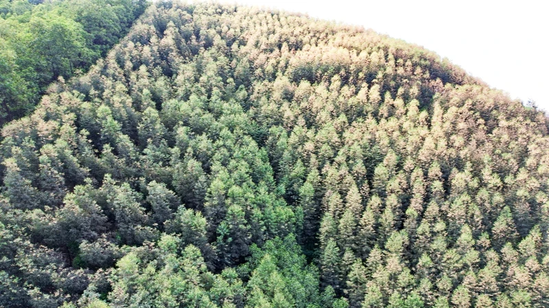 Hàng trăm ha rừng bạch đàn ở huyện Đồng Hỷ vàng lá, rụng lá, một số cây đã chết.