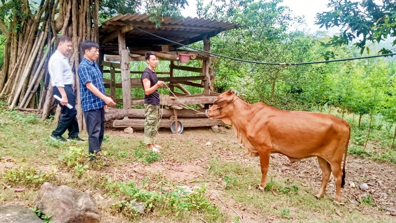 Thực hiện Chương trình mục tiêu quốc gia giảm nghèo bền vững, chính quyền xã Văn Lăng, huyện Đồng Hỷ (Thái Nguyên) cấp bò sinh sản cho hộ nghèo và cận nghèo.