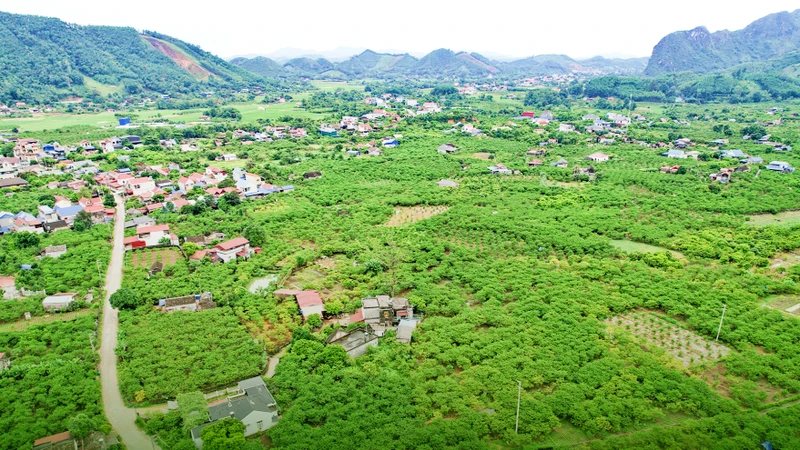 Phù hợp thổ nhưỡng, khí hậu và khách hàng ưa dùng, cây na là cây trồng ăn quả được bà con nông dân các xóm, xã dọc Quốc lộ 1B từ La Hiên đến tận Phú Thượng, huyện Võ Nhai phát triển mạnh.