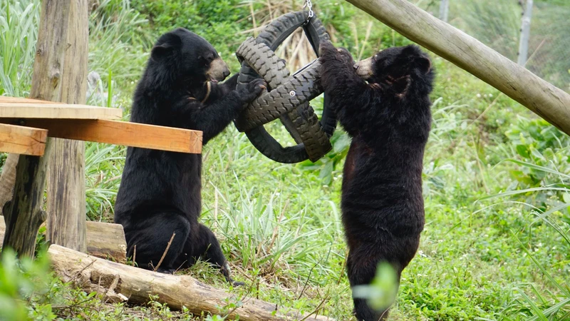 Gấu được quyền lựa chọn sống cuộc sống mà không bị làm phiền ở Cơ sở bảo tồn gấu Ninh Bình. 