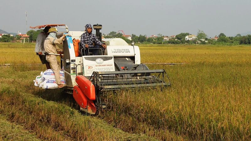 Nông dân Ninh Bình sử dụng máy gặt thu hoạch lúa. (Ảnh: Xuân Trường)