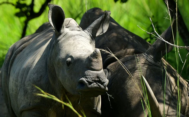 Kori, con tê giác già nhất, nghỉ ngơi cùng tê giác con bốn tháng tuổi dưới bóng râm tại Khu bảo tồn tê giác Ziwa ở quận Kiryandongo, Uganda ngày 1/12/2021. Ảnh: Reuters.