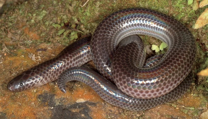 Xenopeltis intermedius, một loài rắn ở độ cao 2.500m so với mực nước biển ở vùng trung Trường Sơn.