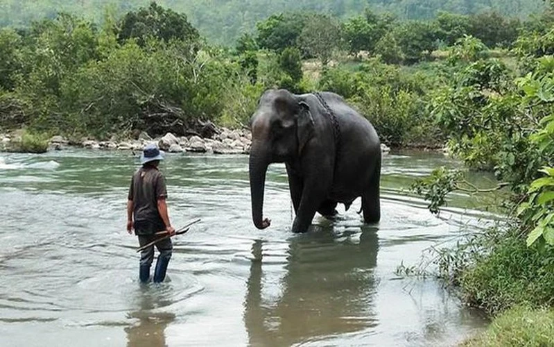 Việt Nam chỉ còn lại khoảng 100 cá thể voi hoang dã,