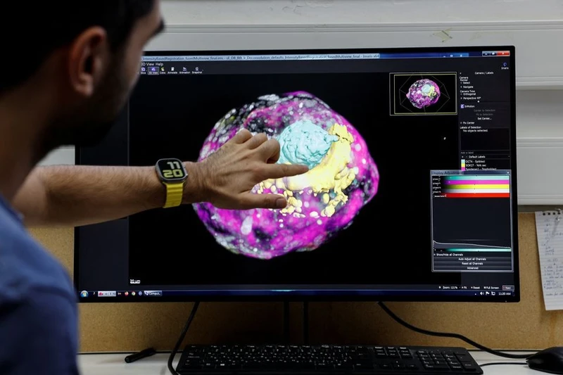 Nghiên cứu sinh Mehmet Yunus Comar quan sát mô hình phôi người giai đoạn đầu, được các nhà khoa học Israel tạo ra mà không sử dụng trứng, tinh trùng hoặc tử cung trong phòng thí nghiệm tại Viện Khoa học Weizmann ở Rehovot, Israel ngày 7/9. Ảnh: Reuters.