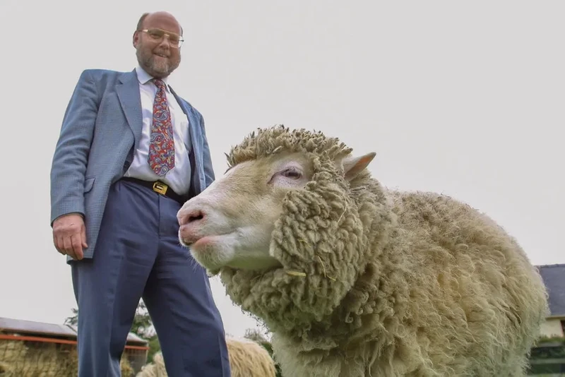 Tiến sĩ Ian Wilmut và Dolly, con cừu nhân bản đầu tiên trên thế giới, tại Viện Roslin thuộc Đại học Edinburgh năm 2002. Ảnh: Getty Images.