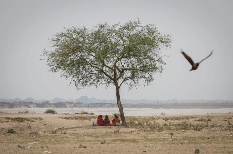 Những người phụ nữ nghỉ ngơi dưới gốc cây trong một ngày hè nóng nực ở quận Ballia, phía bắc bang Uttar Pradesh, Ấn Độ, ngày 21/6/2023. Ảnh: Reuters