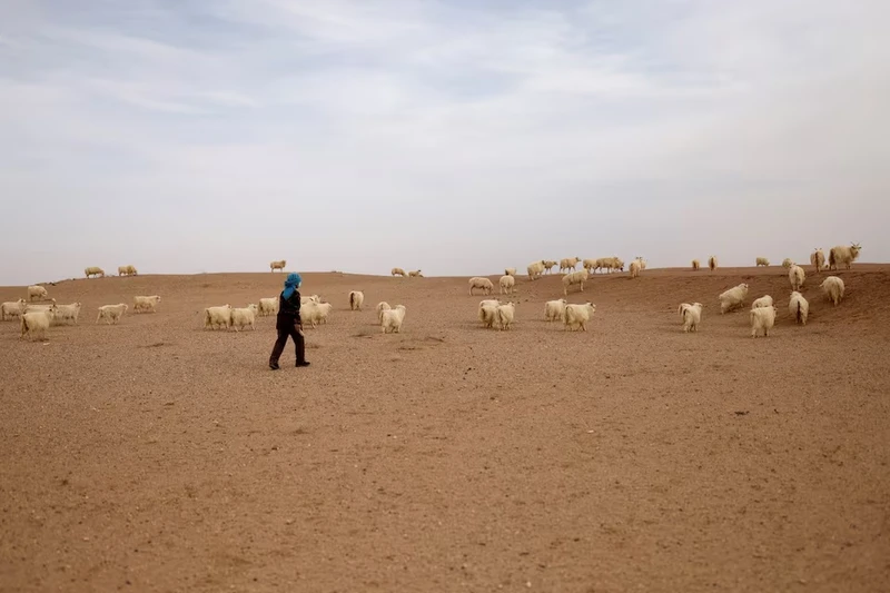 Chăn cừu trên sa mạc Gobi, tỉnh Cam Túc, Trung Quốc. Ảnh chụp ngày 18/4/2021. Nguồn: Reuters.