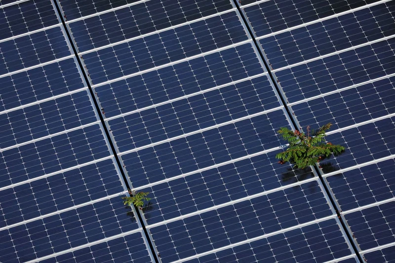 Cây cối xuyên qua dãy tấm pin mặt trời ở Fort Lauderdale, Florida, Mỹ. Ảnh chụp ngày 6/5/2022. Nguồn: Reuters. 