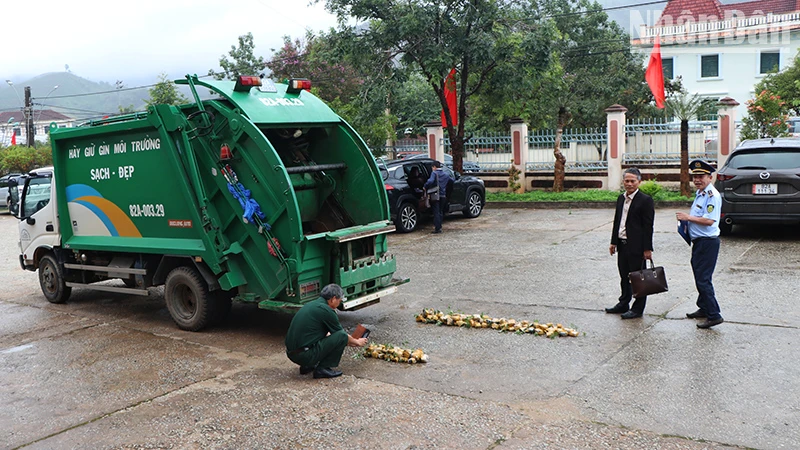 Tiêu hủy 148 cây sâm giống giả sâm Ngọc Linh.