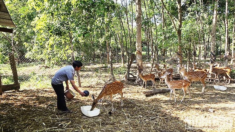 Anh Nguyễn Xuân Tiến chăm sóc đàn hươu sao.