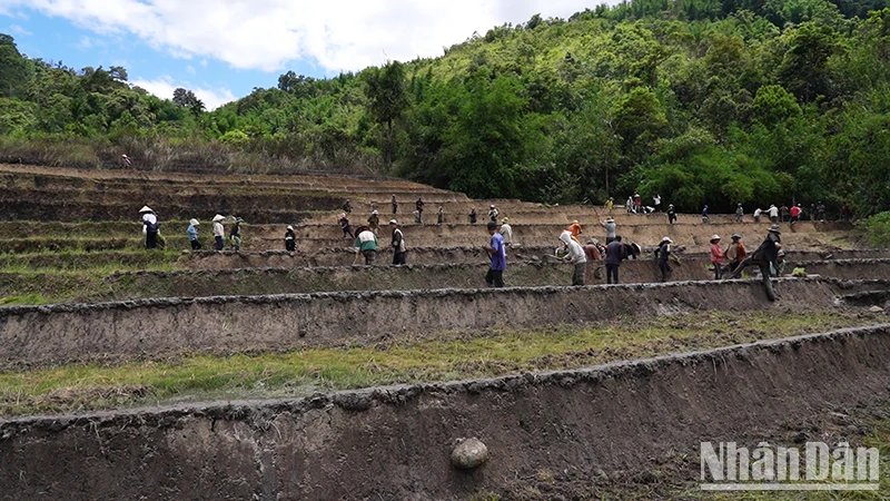 Người dân thôn 3, xã Trà Vinh, huyện Nam Trà My vào mùa trồng lúa.