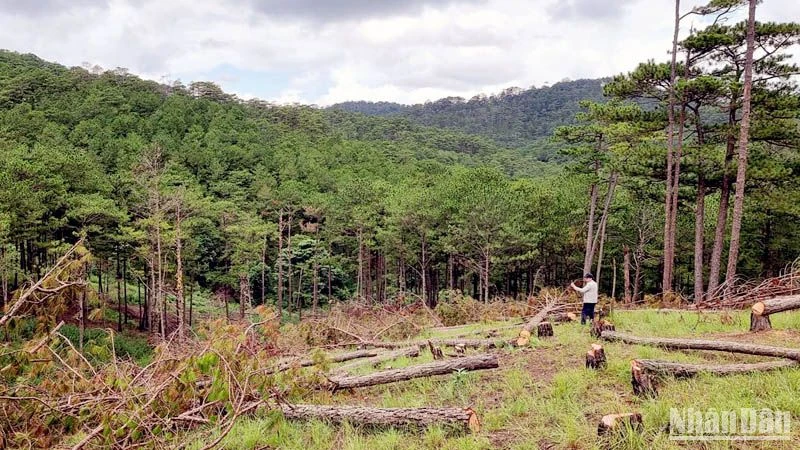 Còn 81 doanh nghiệp nợ tiền bồi thường thiệt hại tài nguyên rừng tại Lâm Đồng. (Ảnh minh họa)
