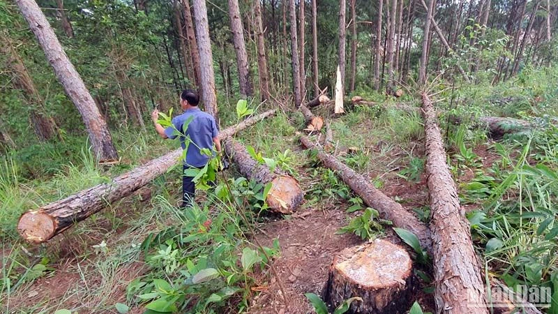 Hiện trường vụ triệt hạ rừng thông.