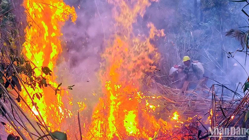 Lực lượng chức năng nỗ lực dập tắt đám cháy thực bì trong khu rừng thông lớn.