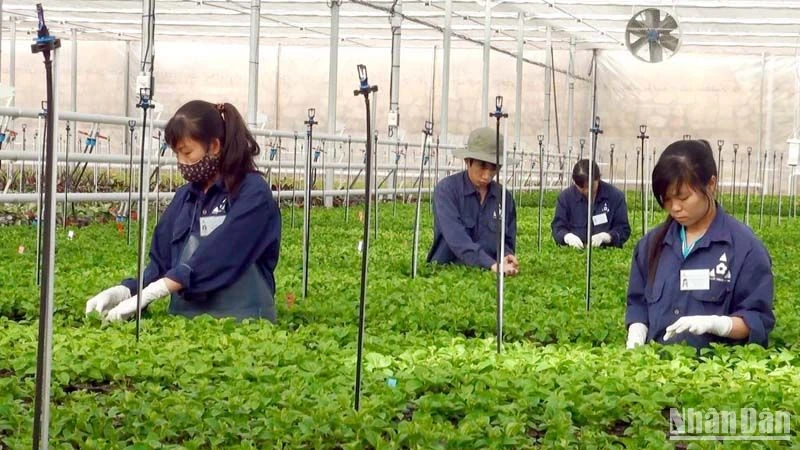 Sản xuất nông nghiệp công nghệ cao tại thành phố Đà Lạt, tỉnh Lâm Đồng.