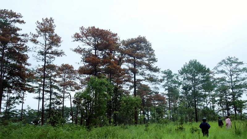 Khu rừng thông bị đầu độc tại tiểu khu 614, xã Lộc Ngãi, huyện Bảo Lâm thời điểm tháng 7/2023.