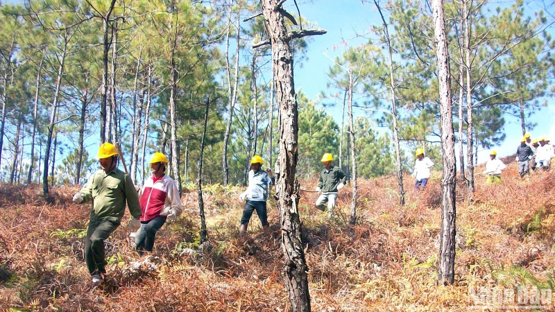 Tuần tra bảo vệ rừng tại huyện Lạc Dương, Lâm Đồng. (Ảnh minh họa) 