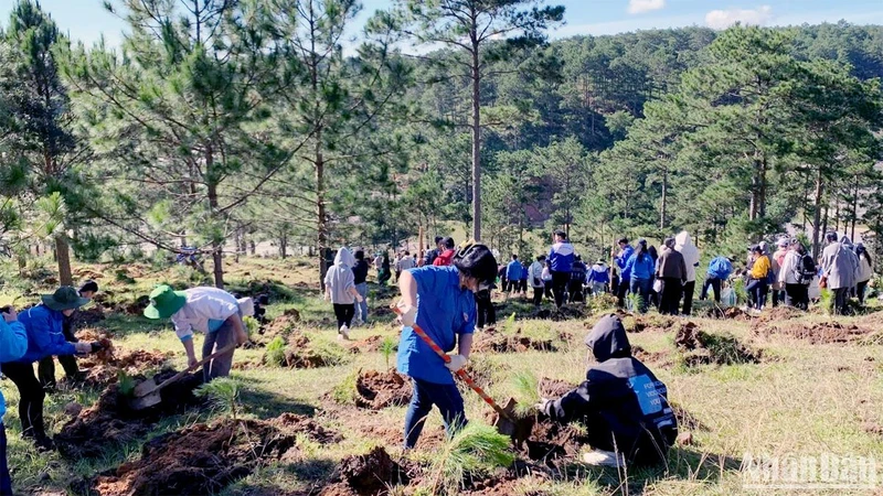 Đoàn viên, thanh niên Lâm Đồng ra quân trồng hơn 2.000 cây thông tại phường 7, thành phố Đà Lạt.